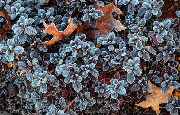 Frost, leaves, nature