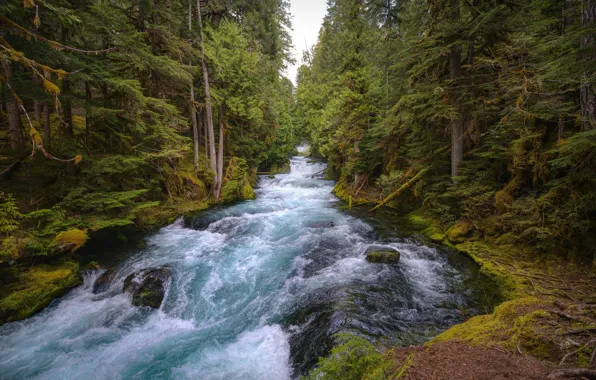 Water, trees, river, stream, Oregon, USA, USA, Oregon