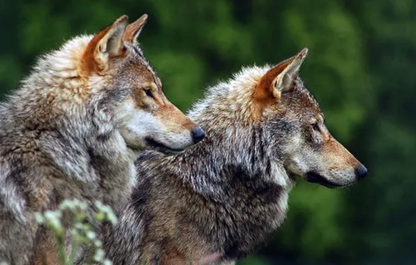 Nature, predator, animal, wolf, wildlife, portrait., Canis lupus. face • wolf • portrait • predator