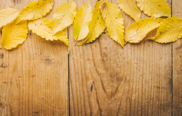 Autumn, leaves, background, tree, Board, yellow, wood, background