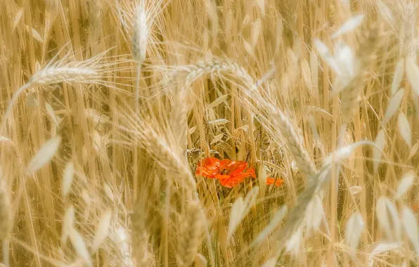 Field, flowers, Mac, ears