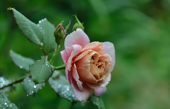 Picture leaves, drops, Rosa, roses