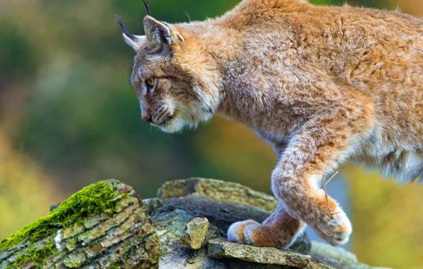 Picture stones, blur, lynx