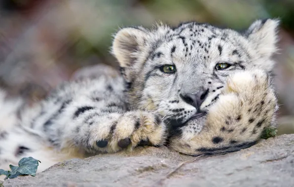 Picture cat, face, IRBIS, snow leopard, ©Tambako The Jaguar