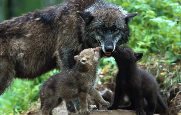 Picture love, tenderness, wolves, kids, the cubs, care