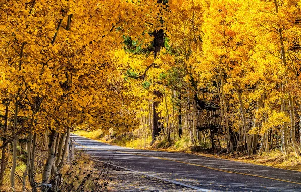 Road, autumn, landscape