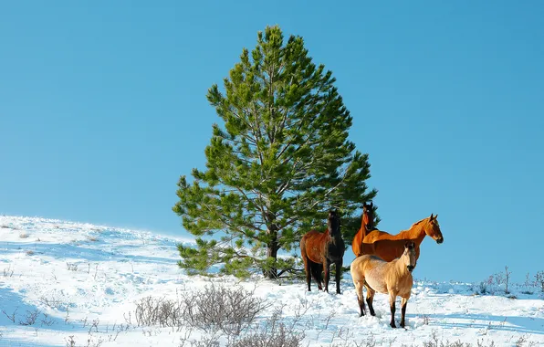 Snow, Horse, sunlight