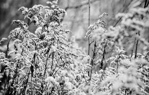 Picture grass, macro, snow, nature, plants, b/W, grass, nature