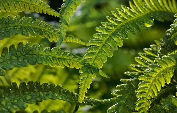 Leaves, nature, fern