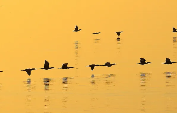 Water, flight, birds, color, silhouette, cant