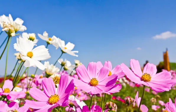Picture field, summer, the sky, the sun, flowers, summer, pink, field
