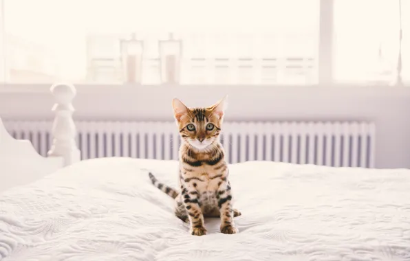 Picture look, background, kitty