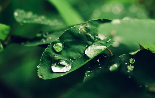 Sheet, Drops, Plant