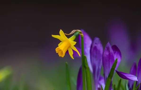 Picture spring, crocuses, Narcissus