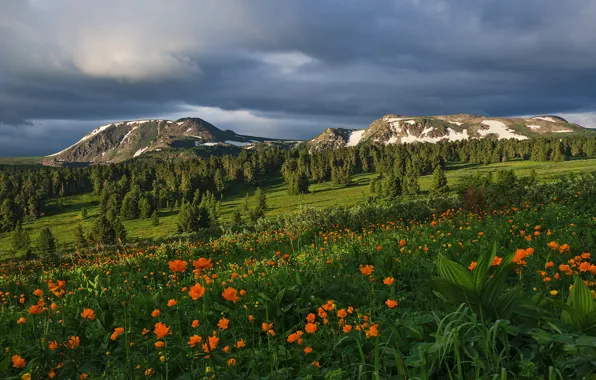 The sky, flowers, mountains, slope
