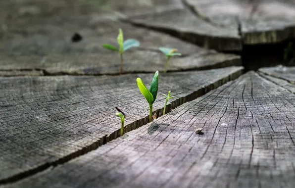 Grass, nature, stump