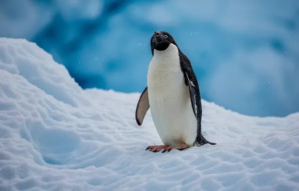 Snow, bird, penguin, Antarctica, The Adelie Penguin