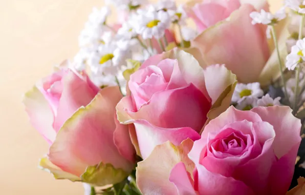 Picture background, roses, chamomile, pink