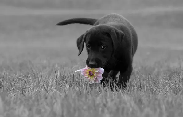 Flower, grass, look, pose, glade, black, dog, baby
