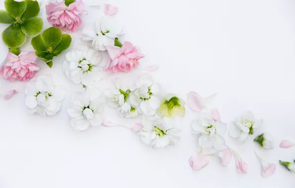 Flowers, background, bouquet, frame, Flowers, bundle