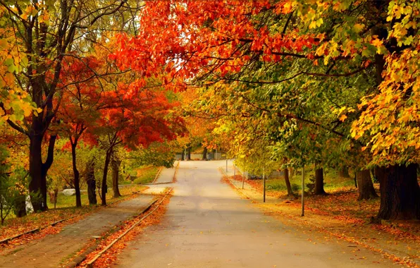 Picture Road, Autumn, Trees, Fall, Foliage, Autumn, Colors, Road