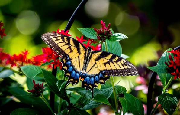 Picture macro, flowers, butterfly, Papilio Glaucus