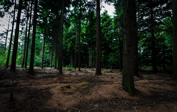 Picture forest, trees, Belgium, Bokrijk, Bokrijk