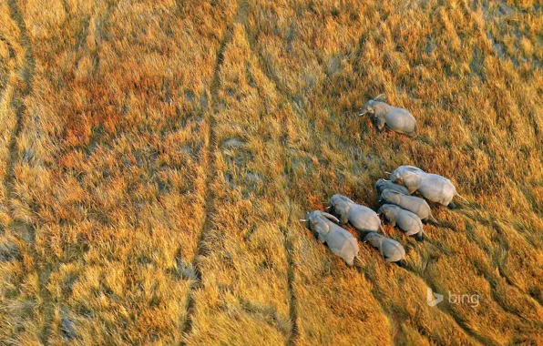 Grass, Africa, elephants, Botswana, the Okavango Delta