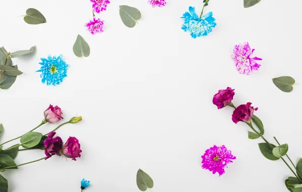 Picture flowers, white background, flowers, background, decor