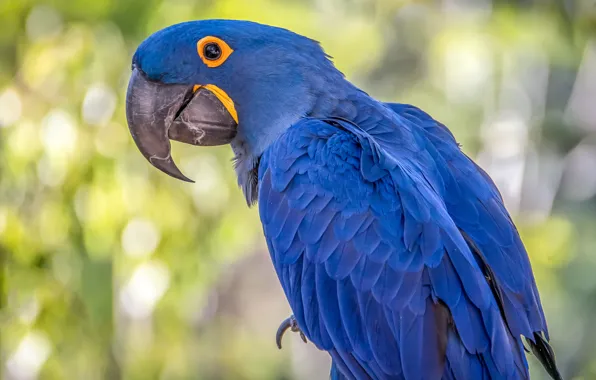 Bird, parrot, hyacinth macaw