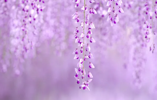Purple, flowers, tenderness, Wisteria