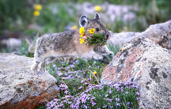 Field, flowers, pose, stones, jump, a bunch, bokeh, rodent