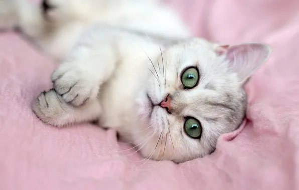 Cat, white, cat, look, pose, kitty, legs, blanket