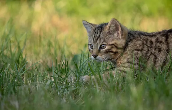 Cat, grass, cat, kitty, sneaks, wild forest cat