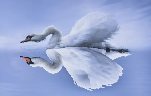 Lake, swans, otrozhenie