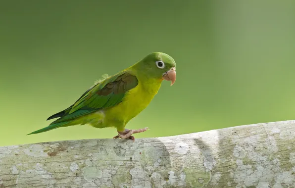 Eyes, branch, paws, beak, parrot, parrot, eye, branch