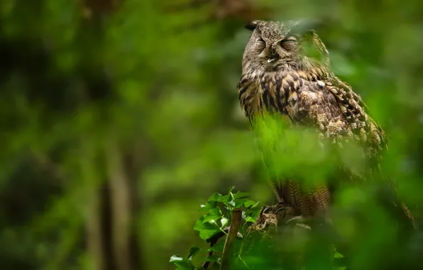 Picture leaves, branches, owl, bird, stump