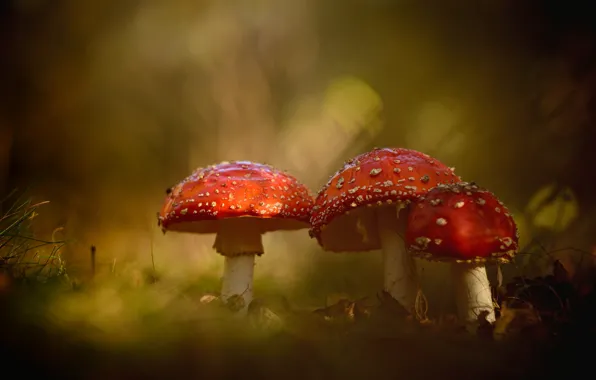 Nature, mushrooms, Amanita