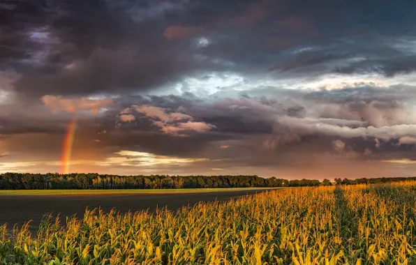 Field, forest, landscape, clouds, nature, rainbow