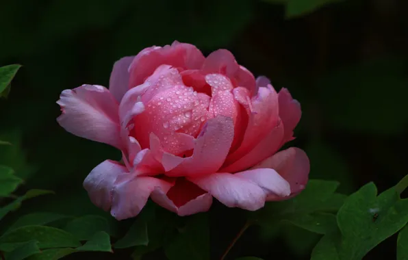 In the dark, pink peony, drops