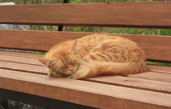 Picture sleeping, on the bench, red cat