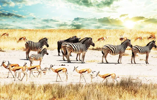 The sky, Africa, antelope, Zebra, Savana, Buffalo