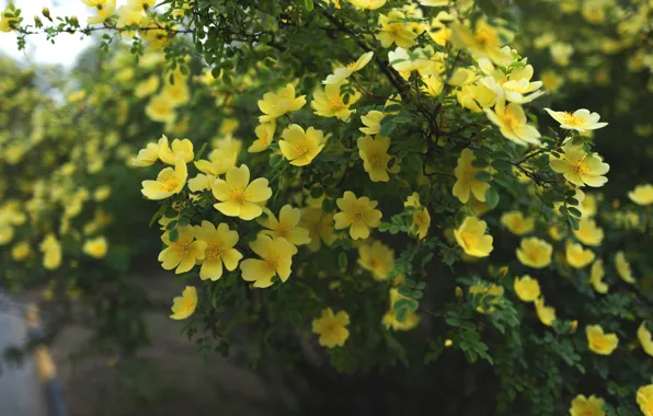 Picture leaves, flowers, branches, yellow, nature, background, garden, briar