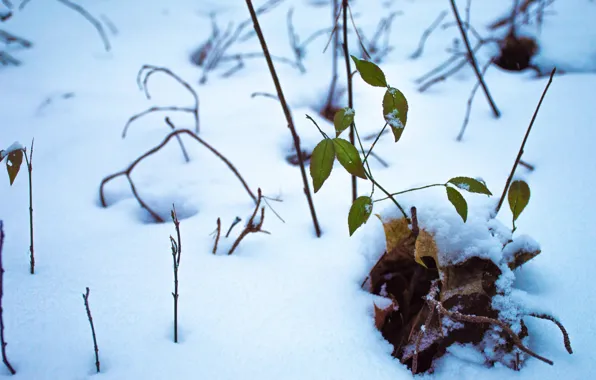Winter, forest, grass, snow, winter forest, the grass under the snow