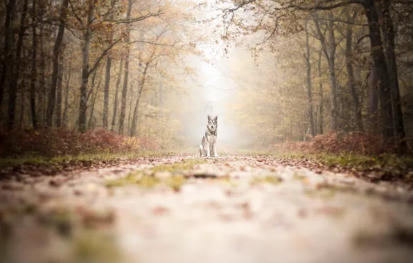 Road, autumn, dog