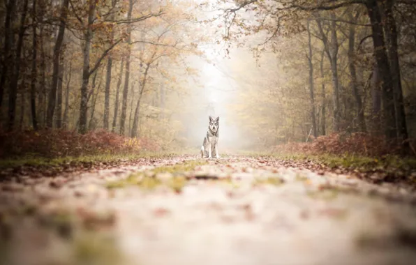 Picture road, autumn, dog