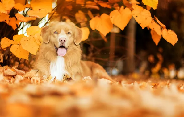 Picture autumn, each, dog