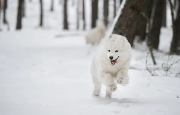 Winter, forest, language, snow, trees, nature, pose, Park