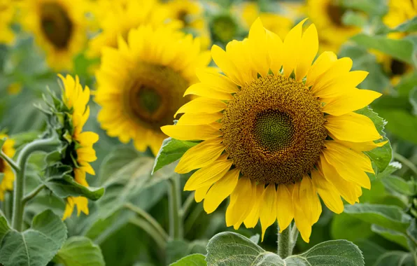 Summer, leaves, sunflowers, flowers, nature, sunflower, yellow