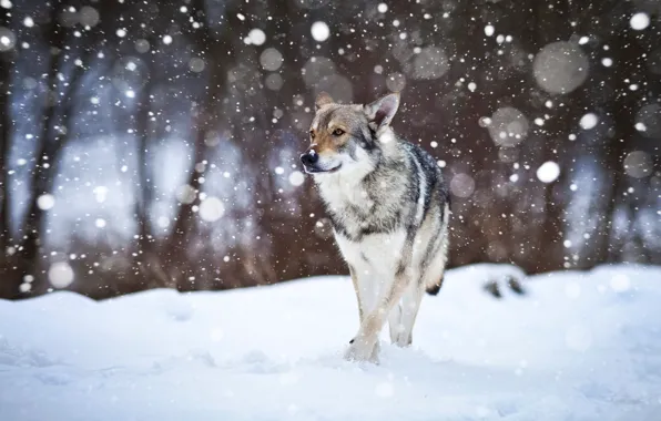 Snow, dog, Wolfdog